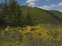 F, Lozere, Pont-de-Montvert-Sud-Mont-Lozere, Cascade de Runes 3, Saxifraga-Jan van der Straaten