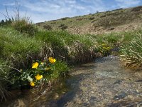 F, Lozere, Pont-de-Montvert-Sud-Mont-Lozere, Col de Finiels 4, Saxifraga-Willem van Kruijsbergen