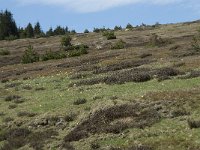 F, Lozere, Pont-de-Montvert-Sud-Mont-Lozere, Col de Finiels 7, Saxifraga-Willem van Kruijsbergen