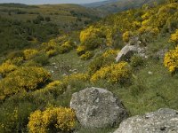 F, Lozere, Pont-de-Montvert-Sud-Mont-Lozere, Felgerolles 10, Saxifraga-Marijke Verhagen