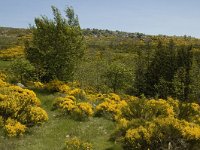 F, Lozere, Pont-de-Montvert-Sud-Mont-Lozere, Felgerolles 11, Saxifraga-Marijke Verhagen