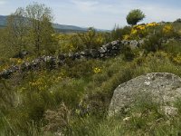 F, Lozere, Pont-de-Montvert-Sud-Mont-Lozere, Felgerolles 14, Saxifraga-Marijke Verhagen