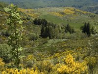 F, Lozere, Pont-de-Montvert-Sud-Mont-Lozere, Felgerolles 21, Saxifraga-Marijke Verhagen