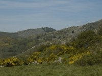 F, Lozere, Pont-de-Montvert-Sud-Mont-Lozere, Felgerolles 7, Saxifraga-Marijke Verhagen