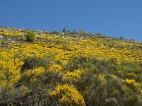 F, Lozere, Pont-de-Montvert-Sud-Mont-Lozere, Finiels 29, Saxifraga-Willem van Kruijsbergen