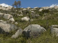 F, Lozere, Pont-de-Montvert-Sud-Mont-Lozere, Finiels 58, Saxifraga-Marijke Verhagen