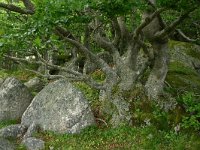 F, Lozere, Pont-de-Montvert-Sud-Mont-Lozere, Mas Camargues 4, Saxifraga-Dirk Hilbers