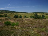 F, Lozere, Pont-de-Montvert-Sud-Mont-Lozere, Mont Lozere 22, Saxifraga-Dirk Hilbers