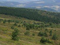 F, Lozere, Pont-de-Montvert-Sud-Mont-Lozere, Mont Lozere 40, Saxifraga-Dirk Hilbers