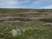 F, Lozere, Pont-de-Montvert-Sud-Mont-Lozere, Sommet de Finiels 15, Saxifraga-Willem van Kruijsbergen