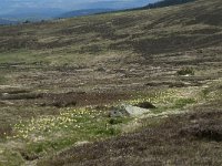 F, Lozere, Pont-de-Montvert-Sud-Mont-Lozere, Sommet de Finiels 16, Saxifraga-Willem van Kruijsbergen