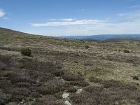 F, Lozere, Pont-de-Montvert-Sud-Mont-Lozere, Sommet de Finiels 26, Saxifraga-Willem van Kruijsbergen