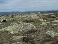 F, Lozere, Pont-de-Montvert-Sud-Mont-Lozere, Sommet de Finiels 59, Saxifraga-Willem van Kruijsbergen