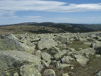 F, Lozere, Pont-de-Montvert-Sud-Mont-Lozere, Sommet de Finiels 81, Saxifraga-Willem van Kruijsbergen