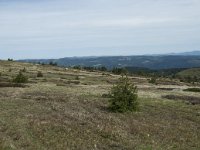 F, Lozere, Pont-de-Montvert-Sud-Mont-Lozere, Sommet de Finiels 93, Saxifraga-Willem van Kruijsbergen