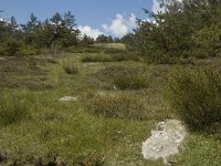 F, Lozere, Saint-Etienne-du-Valdonnez 3, Saxifraga-Marijke Verhagen