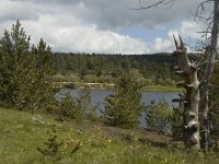 F, Lozere, Saint-Etienne-du-Valdonnez, Etang de Barradon 1, Saxifraga-Marijke Verhagen