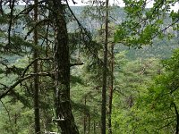 F, Lozere, Tarn 12, Saxifraga-Dirk Hilbers