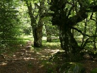 F, Lozere, Villefort, Mas de la Barque 2, Saxifraga-Dirk Hilbers