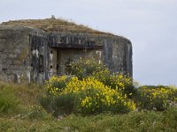 F, Morbihan, Guidel, Guidel Plage 6, Saxifraga, Theo Verstrael