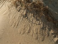 F, Pas-de-Calais, Ambleteuse, Dunes de la Slack 11, Saxifraga-Jan van der Straaten