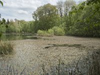 F, Yonne, Quarre-les Tombes, Etang du Grottier Blanc 12, Saxifraga-Willem van Kruijsbergen