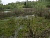 F, Yonne, Quarre-les Tombes, Etang du Grottier Blanc 2, Saxifraga-Willem van Kruijsbergen