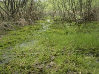 F, Yonne, Quarre-les Tombes, Etang du Grottier Blanc 4, Saxifraga-Willem van Kruijsbergen