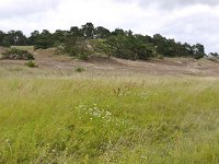 D, Mecklenburg-Vorpommern, Domitz, Binnendünen near Klein Schmolen 2, Saxifraga-Tom Heijnen