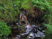 D, Niedersachsen, Holzminden, Silberborn 3, Saxifraga-Hans Dekker