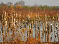 D, Niedersachsen, Rheden, Diepholzer Moorniederung 2, Saxifraga-Tom Heijnen