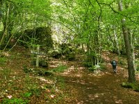 D, Rheinland-Pfalz, Gerolstein, Gerolsteiner Dolomiten 1, Saxifraga-Tom Heijnen