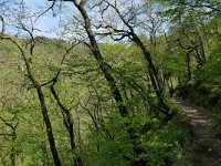 D, Rheinland-Pfalz, Manderscheid, Lieserpfad 2, Saxifraga-Tom Heijnen