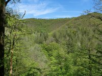 D, Rheinland-Pfalz, Manderscheid, Lieserpfad 3, Saxifraga-Tom Heijnen