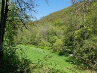 D, Rheinland-Pfalz, Manderscheid, Lieserpfad 5, Saxifraga-Tom Heijnen