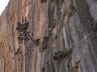 GR, Chania, Sfakia, Samaria Gorge (southern end) 2, Saxifraga-Tom Heijnen