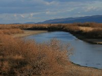 GR, Evros, Alexandroupolis, Evros Delta 30, Saxifraga-Dirk Hilbers