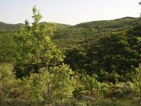 GR, Evros, Soufli, Dadia forest 3, Saxifraga-Dirk Hilbers