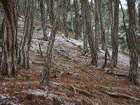 GR, Evros, Soufli, Dadia forest 55, Saxifraga-Dirk Hilbers