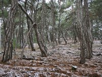 GR, Evros, Soufli, Dadia forest 56, Saxifraga-Dirk Hilbers