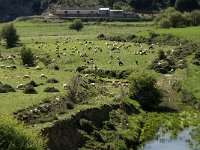 GR, Lassithi, Oropedio Lasithiou, Agios Georgios 13, Saxifraga-Jan van der Straaten