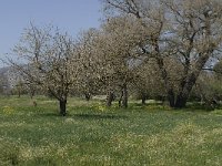 GR, Lassithi, Oropedio Lasithiou, Agios Georgios 6, Saxifraga-Jan van der Straaten