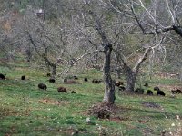 GR, Lesbos, Mytilini, Kerameia 10, Saxifraga-Jan van der Straaten