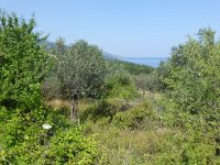 GR, Lesbos, Mytilini, near Skala Sikamineas, Saxifraga-Tom Heijnen