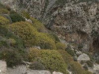 GR, Rethimnon, Agios Vasileios, Kourtaliotiko Gorge 6, Saxifraga-Willem van Kruijsbergen