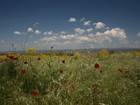 GR, Thessaloniki, Volvi, Limni Koroneia 8, Saxifraga-Dirk Hilbers