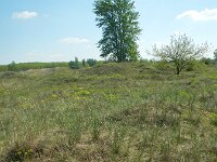 H, Bacs-Kiskun, Ulopszállás, Kiskunsag NP 12, Saxifraga-Ferenc Sipos