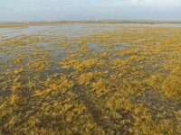 H, Bacs-Kiskun, Ulopszállás, Kiskunsag NP 2, Saxifraga-Ferenc Sipos