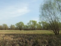 H, Bacs-Kiskun, Ulopszállás, Kiskunsag NP 7, Saxifraga-Ferenc Sipos
