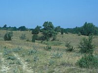 H, Bacs-Kiskun, Ulopszállás, NP Kiskunsagi 19, Saxifraga-Jan van der Straaten